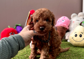 Toy poodle red brown Kore mini yavrularımız